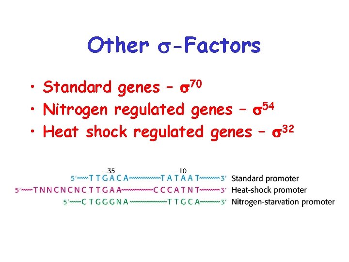 Other s-Factors • Standard genes – s 70 • Nitrogen regulated genes – s
