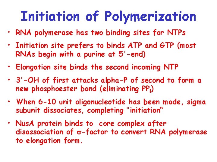Initiation of Polymerization • RNA polymerase has two binding sites for NTPs • Initiation