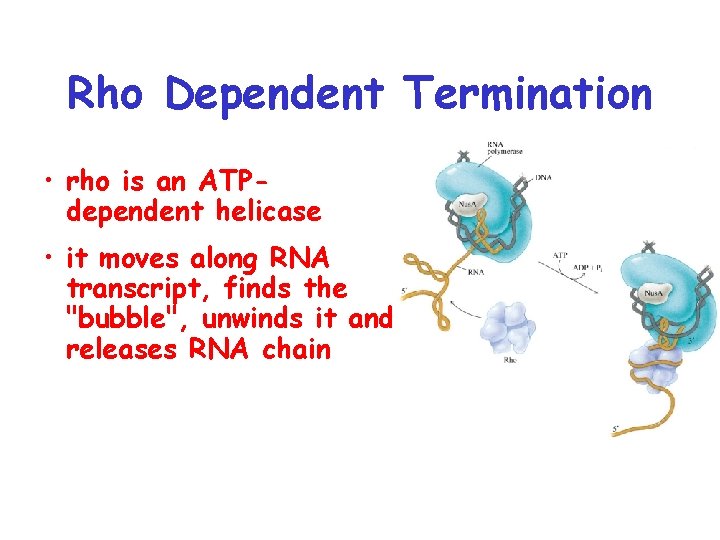 Rho Dependent Termination • rho is an ATPdependent helicase • it moves along RNA