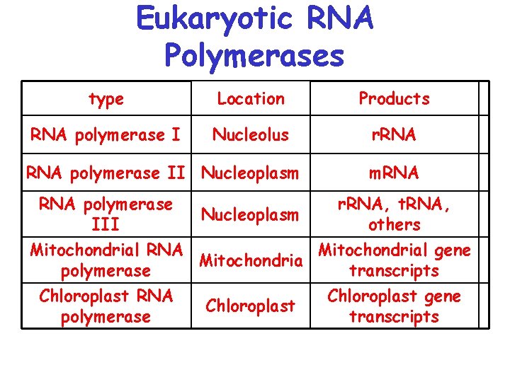 Eukaryotic RNA Polymerases type Location Products RNA polymerase I Nucleolus r. RNA polymerase II