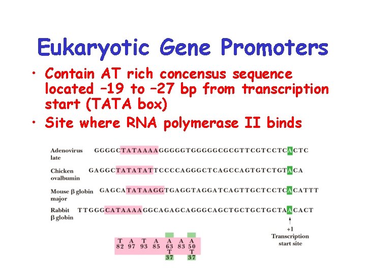 Eukaryotic Gene Promoters • Contain AT rich concensus sequence located – 19 to –