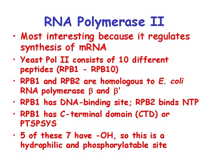 RNA Polymerase II • Most interesting because it regulates synthesis of m. RNA •