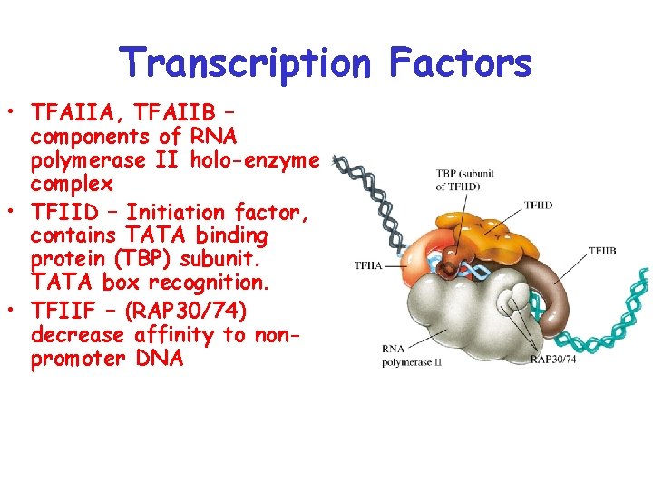 Transcription Factors • TFAIIA, TFAIIB – components of RNA polymerase II holo-enzyme complex •