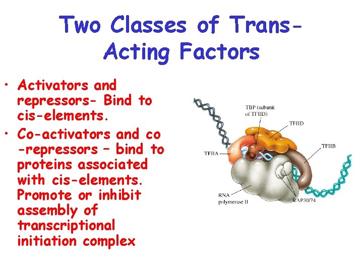 Two Classes of Trans. Acting Factors • Activators and repressors- Bind to cis-elements. •