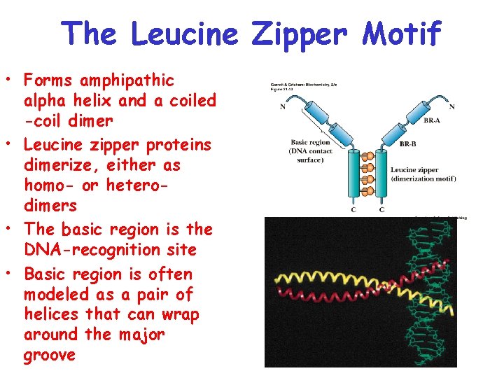 The Leucine Zipper Motif • Forms amphipathic alpha helix and a coiled -coil dimer