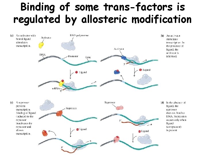 Binding of some trans-factors is regulated by allosteric modification 