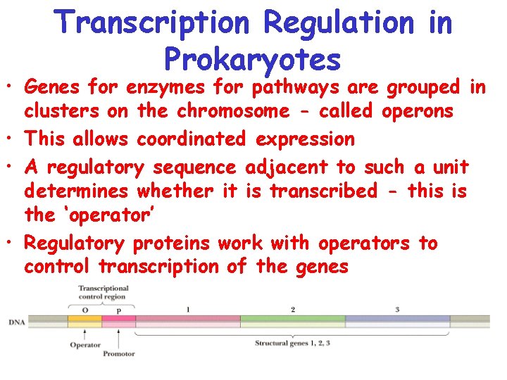 Transcription Regulation in Prokaryotes • Genes for enzymes for pathways are grouped in clusters