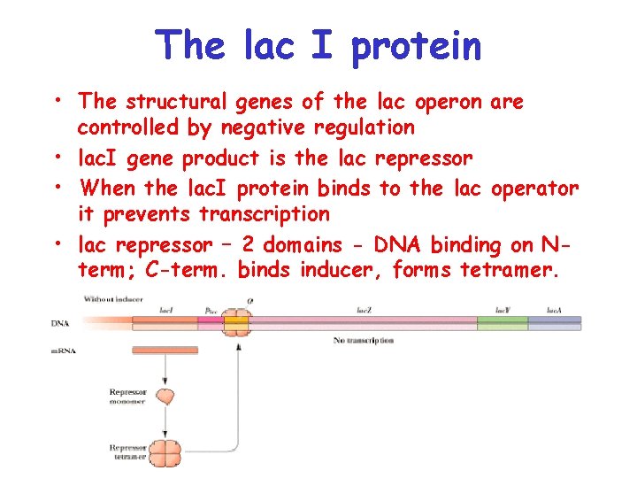 The lac I protein • The structural genes of the lac operon are controlled