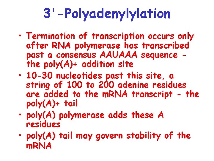 3'-Polyadenylylation • Termination of transcription occurs only after RNA polymerase has transcribed past a