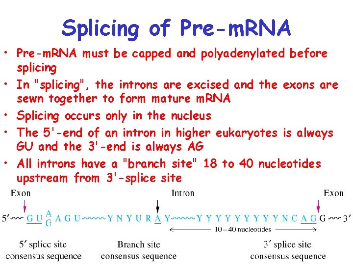 Splicing of Pre-m. RNA • Pre-m. RNA must be capped and polyadenylated before splicing