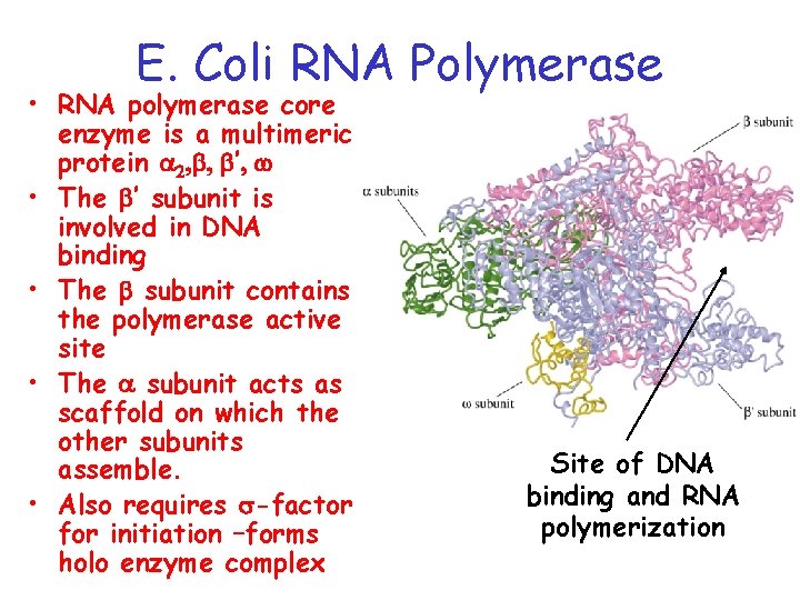 E. Coli RNA Polymerase • RNA polymerase core enzyme is a multimeric protein a