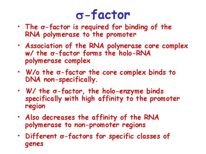 s-factor • The s-factor is required for binding of the RNA polymerase to the