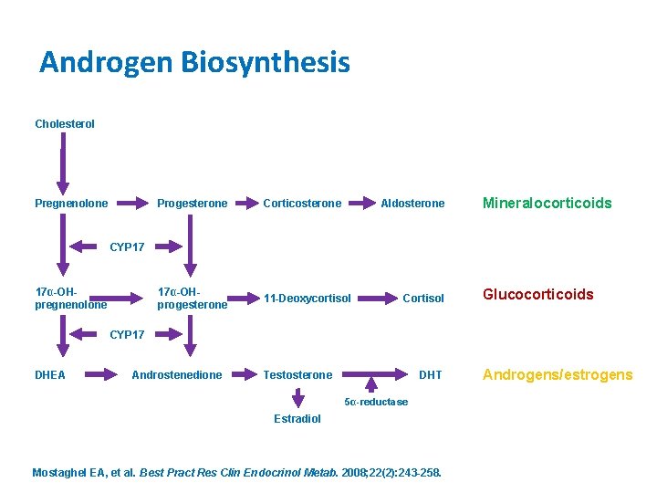 Androgen Biosynthesis Cholesterol Pregnenolone Progesterone Corticosterone Aldosterone 17α-OHprogesterone 11 -Deoxycortisol Mineralocorticoids CYP 17 17α-OHpregnenolone