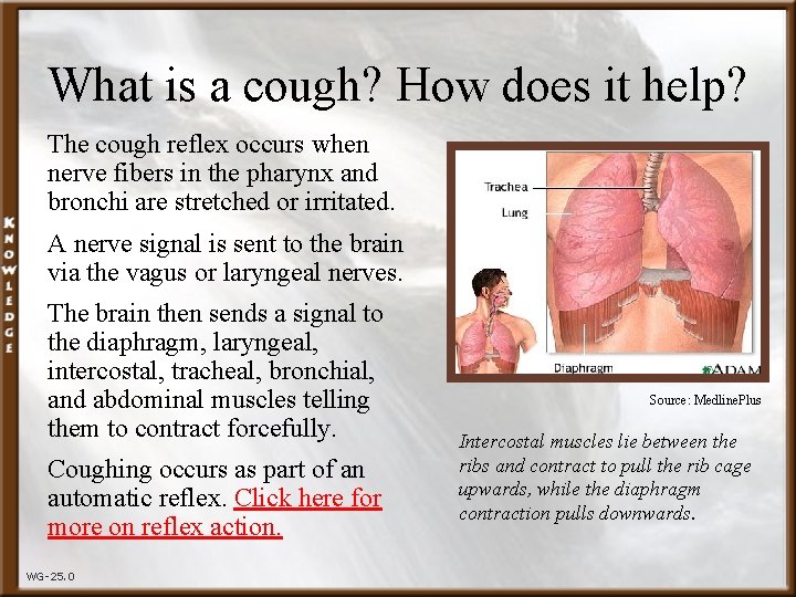 What is a cough? How does it help? The cough reflex occurs when nerve