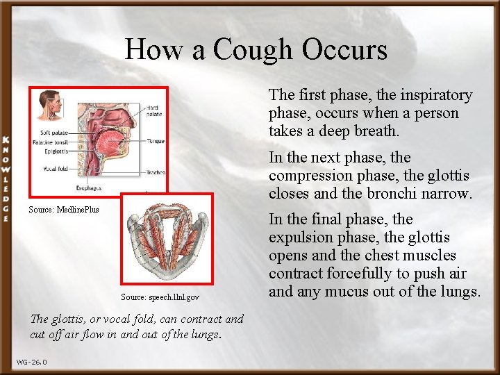 How a Cough Occurs The first phase, the inspiratory phase, occurs when a person