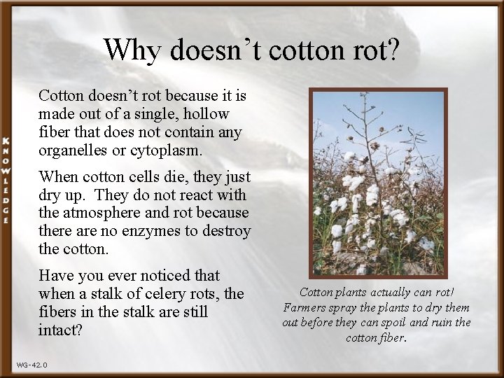 Why doesn’t cotton rot? Cotton doesn’t rot because it is made out of a
