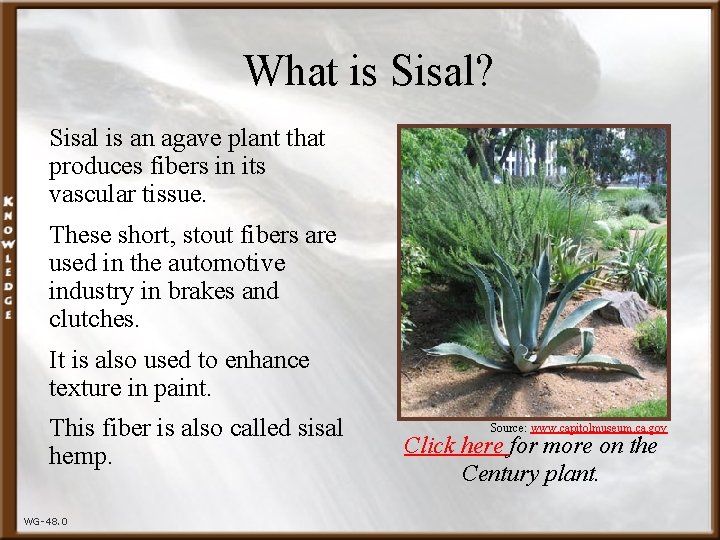 What is Sisal? Sisal is an agave plant that produces fibers in its vascular