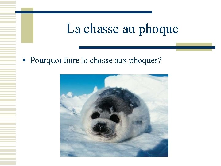 La chasse au phoque w Pourquoi faire la chasse aux phoques? 