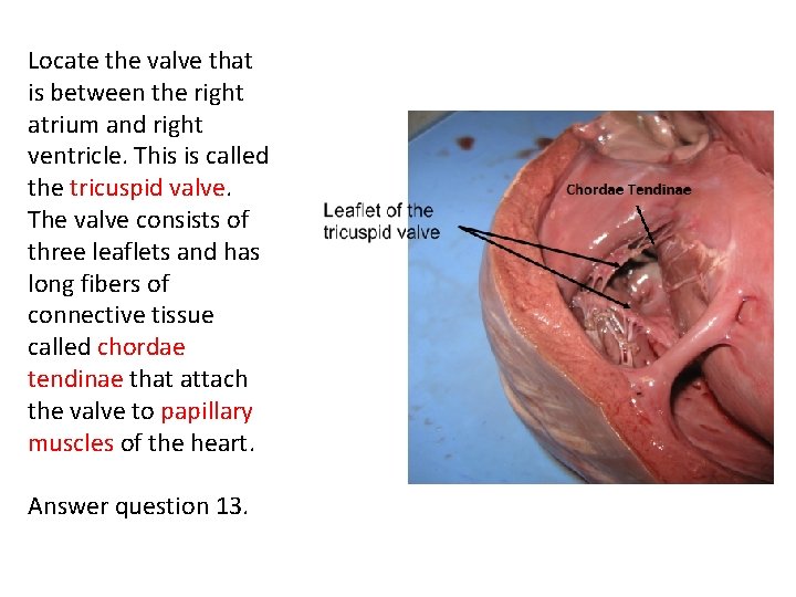 Locate the valve that is between the right atrium and right ventricle. This is