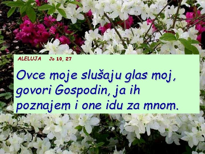 ALELUJA Jo 10, 27 Ovce moje slušaju glas moj, govori Gospodin, ja ih poznajem