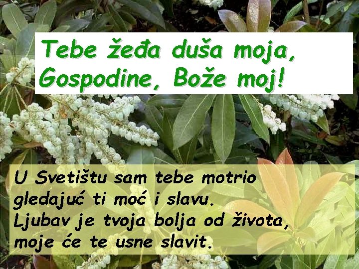 Tebe žeđa duša moja, Gospodine, Bože moj! U Svetištu sam tebe motrio gledajuć ti