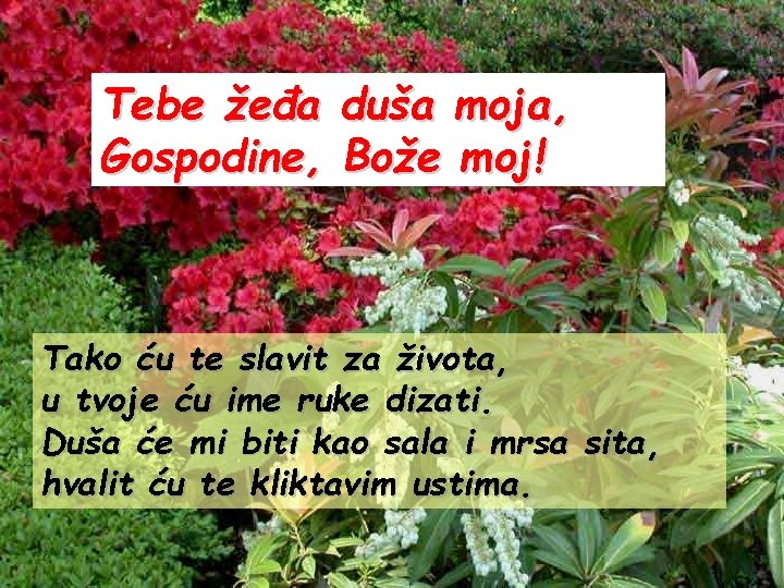 Tebe žeđa duša moja, Gospodine, Bože moj! Tako ću te slavit za života, u