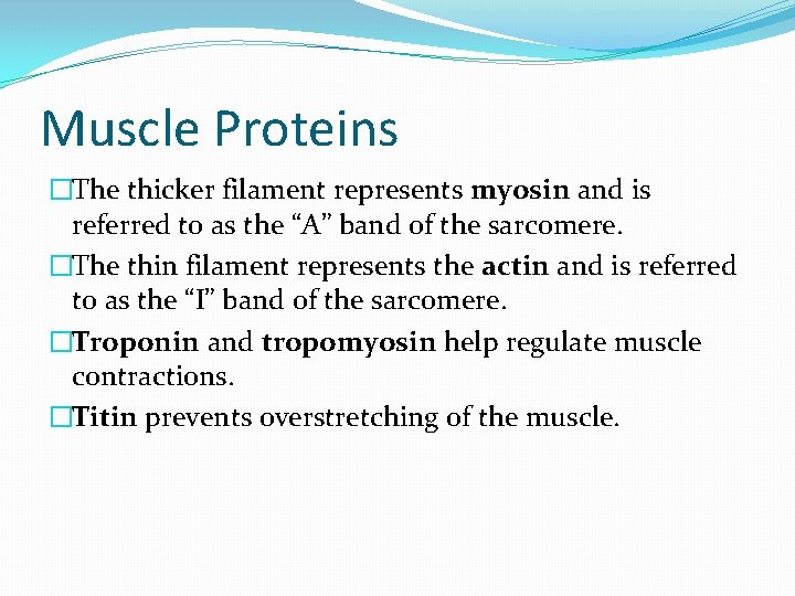 Muscle Proteins �The thicker filament represents myosin and is referred to as the “A”