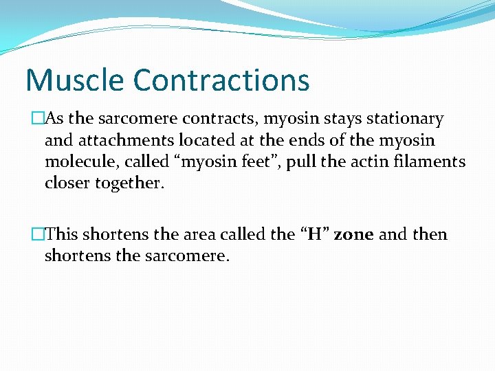 Muscle Contractions �As the sarcomere contracts, myosin stays stationary and attachments located at the