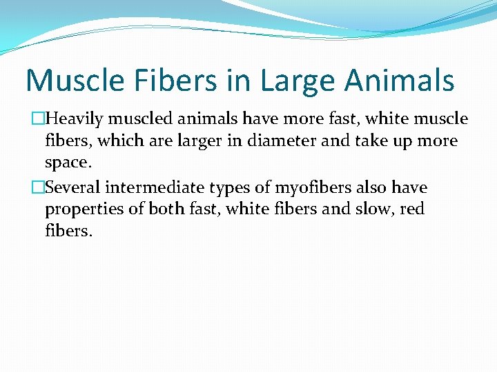 Muscle Fibers in Large Animals �Heavily muscled animals have more fast, white muscle fibers,