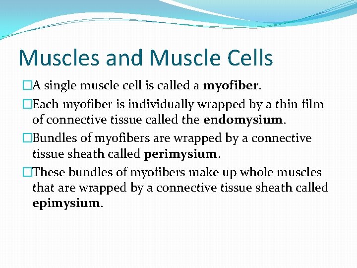 Muscles and Muscle Cells �A single muscle cell is called a myofiber. �Each myofiber