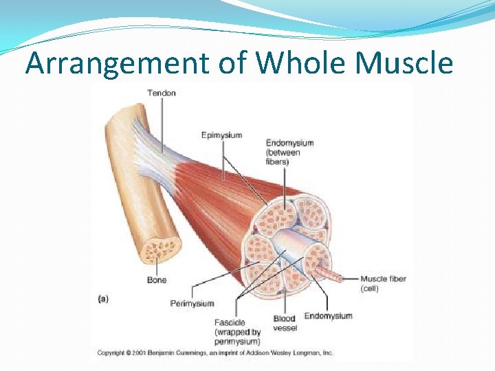 Arrangement of Whole Muscle 