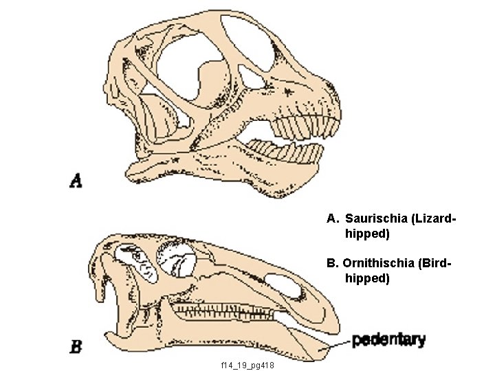 A. Saurischia (Lizardhipped) B. Ornithischia (Birdhipped) f 14_19_pg 418 