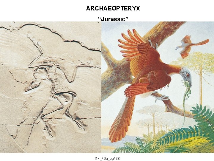 ARCHAEOPTERYX “Jurassic” f 14_49 a_pg 438 