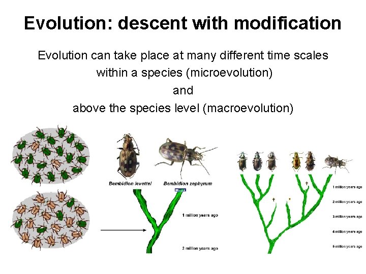 Evolution: descent with modification Evolution can take place at many different time scales within