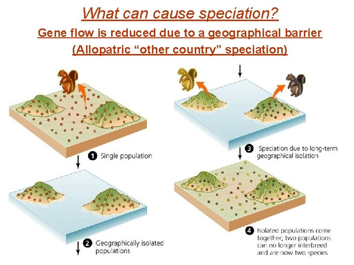 What can cause speciation? Gene flow is reduced due to a geographical barrier (Allopatric