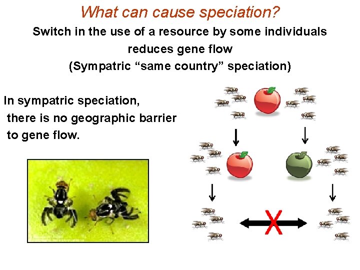 What can cause speciation? Switch in the use of a resource by some individuals