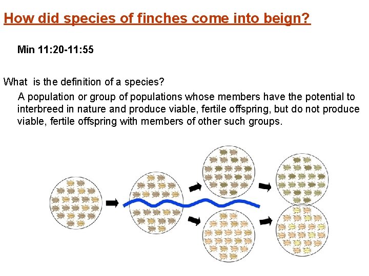 How did species of finches come into beign? Min 11: 20 -11: 55 What