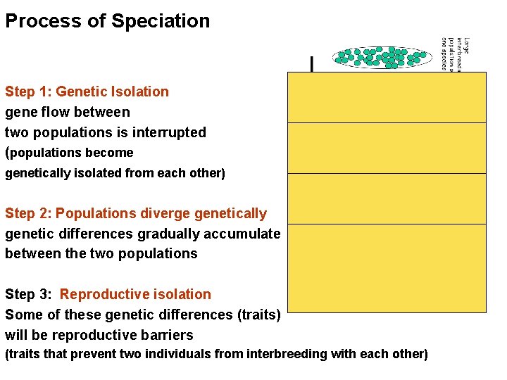 Process of Speciation Step 1: Genetic Isolation gene flow between two populations is interrupted