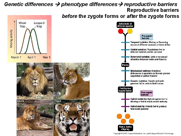 Genetic differences phenotype differences reproductive barriers Reproductive barriers before the zygote forms or after