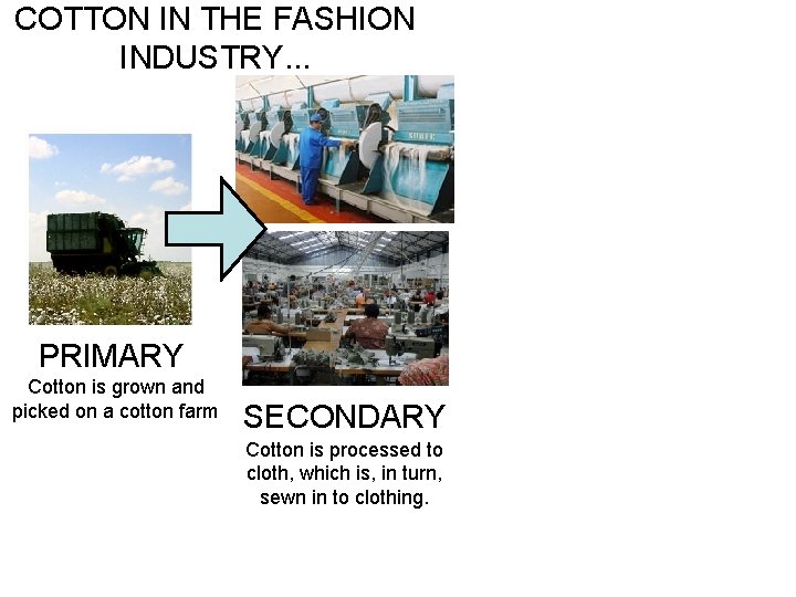 COTTON IN THE FASHION INDUSTRY. . . PRIMARY Cotton is grown and picked on