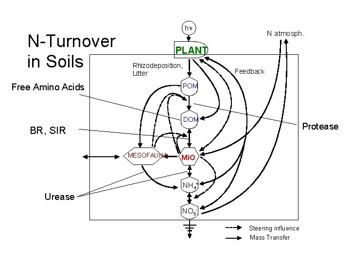 N-Turnover in Soils hn N atmosph. PLANT Rhizodeposition, Litter Free Amino Acids Feedback POM