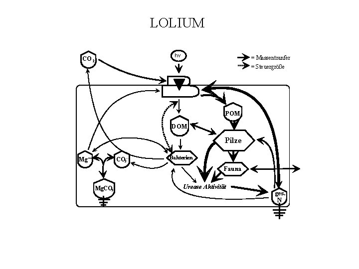 LOLIUM hv CO 2 = Massentranfer = Steuergröße POM DOM Pilze CO 3 --