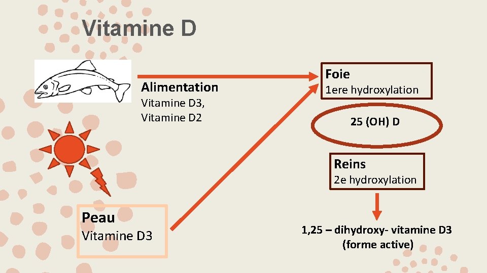 Vitamine D Alimentation Vitamine D 3, Vitamine D 2 Foie 1 ere hydroxylation 25