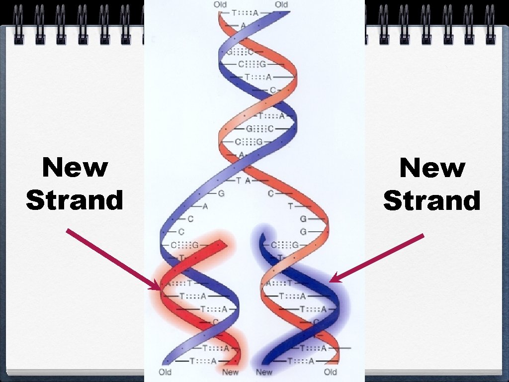 Do you know what this is DNA Stands