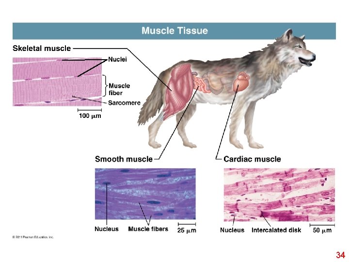 Muscle Tissue Skeletal muscle Nuclei Muscle fiber Sarcomere 100 m Smooth muscle Nucleus Muscle