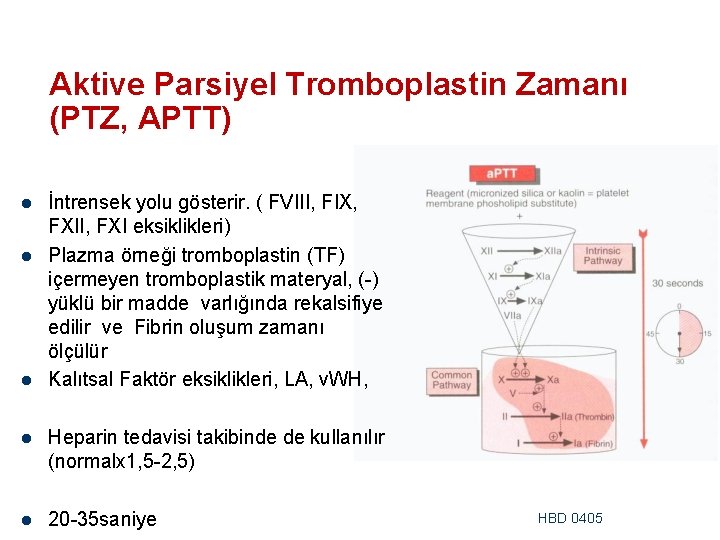 Aktive Parsiyel Tromboplastin Zamanı (PTZ, APTT) l l l İntrensek yolu gösterir. ( FVIII,