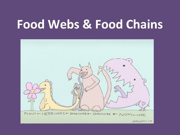 Food Webs & Food Chains 