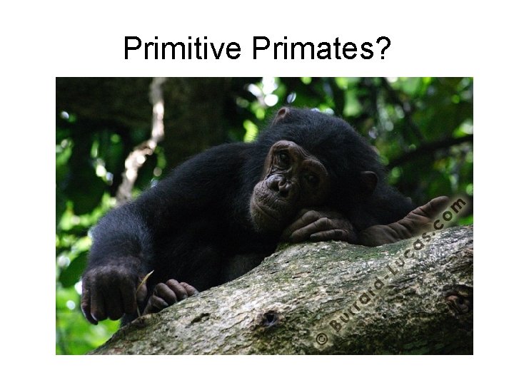 Primitive Primates? 