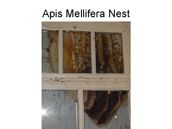 Apis Mellifera Nest 
