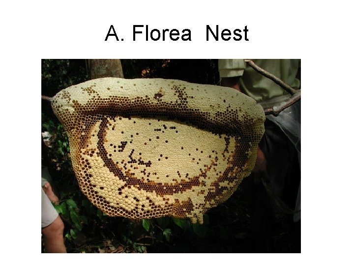 A. Florea Nest 